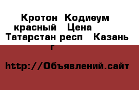 Кротон (Кодиеум) красный › Цена ­ 550 - Татарстан респ., Казань г.  »    